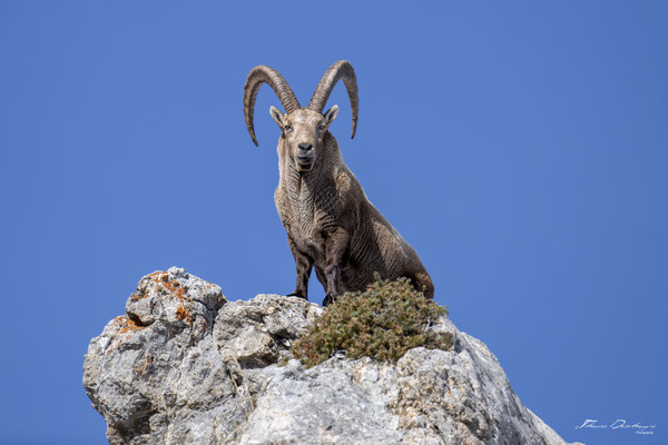 Thomas Deschamps Photography Bouquetin France Alpes Great ibex wildlife pictures