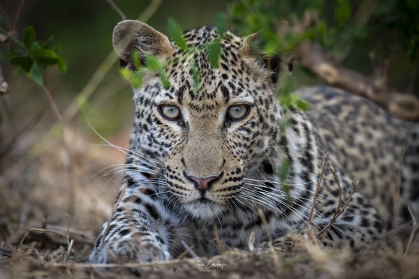 Thomas Deschamps Photography Leopard Afrique - Leopard Africa wildlife pictures
