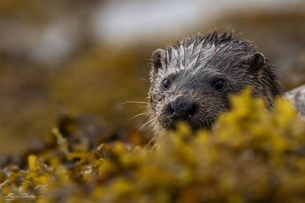 Thomas Deschamps Photography-Loutre-ile-mull-Ecosse-Scotland-otter-wildlife-pictures