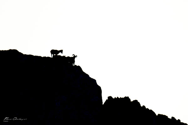 Thomas Deschamps Photography Mouflon France photo Mouflon picture wildlife 