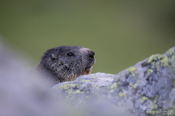 Thomas-Deschamps-Photography-marmotte-ecrins-France-photo-picture-wildlife-marmot