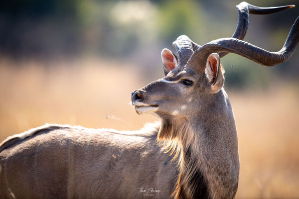 Thomas Deschamps Photography Grand Kudu Afrique - Greater Kudu Africa wildlife pictures