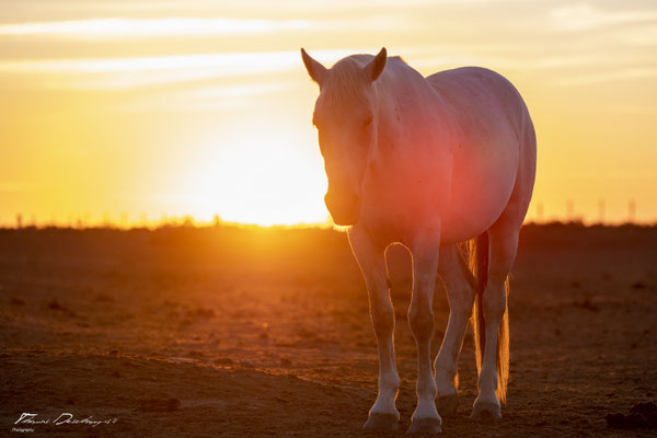 Thomas-Deschamps-Photography-cheval-blanc-camargue-France-photo-picture-wildlife-horse