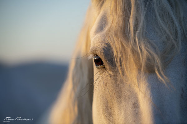 Thomas-Deschamps-Photography-cheval-blanc-camargue-France-photo-picture-wildlife-horse