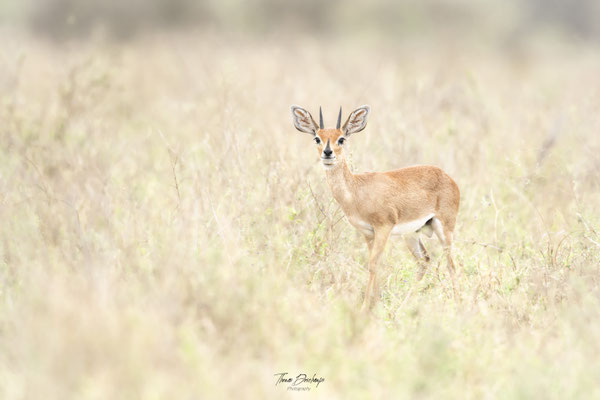 Raphicere-champetre-steenbok-Afrique-du-sud-South-africa-thomas-deschamps-photography