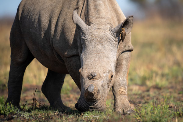 Rhinoceros-blanc-White-rhino-Afrique-du-sud-South-Africa-thomas-deschamps-photography
