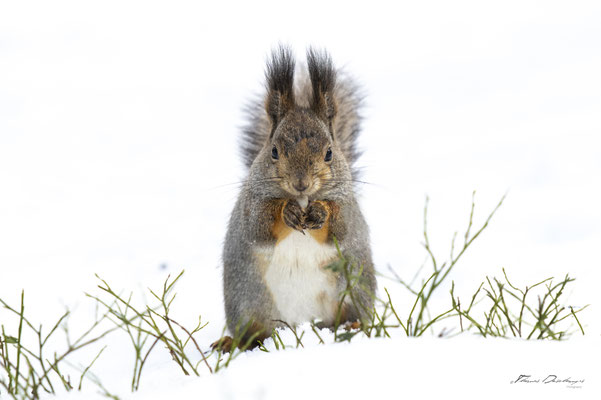 Thomas Deschamps Photography-ecureuil-roux-Finlande-red-squirrel-wildlife-pictures