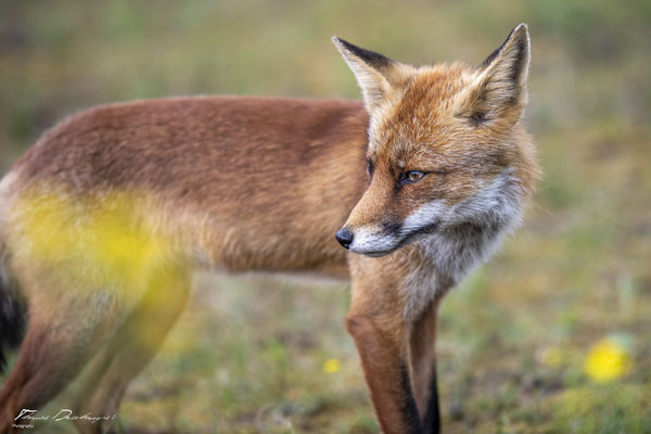 Thomas-Deschamps-Photography-renard-roux-pays-bas-photo-picture-wildlife-red-fox-netherlands