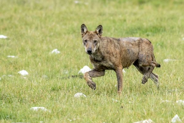 loup-gris-grey-wolf-abruzzes-italie-abruzzo-thomas-deschamps-photography