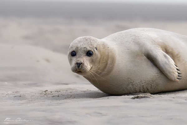 Thomas-Deschamps-Photography-phoque-veau-marin-france-photo-picture-wildlife-harbor-seal