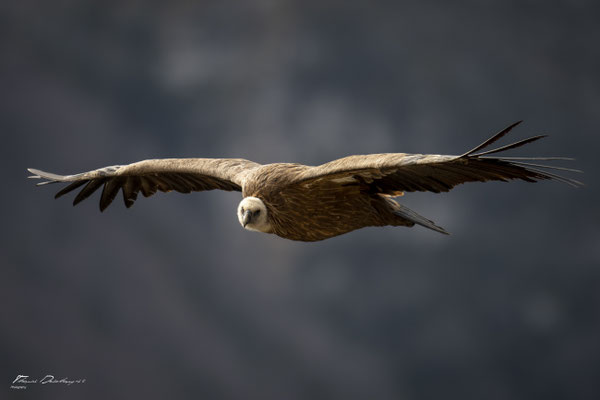 Thomas Deschamps Photography Vautour fauve France  baronnies provence griffon vulture wildlife pictures