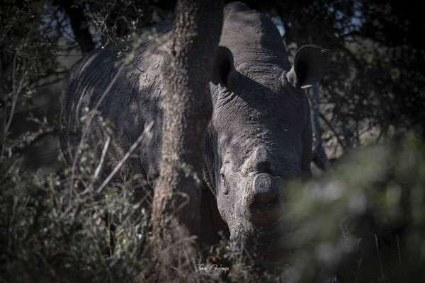 Thomas Deschamps Photography Rhinoceros blanc Afrique - White rhino Wide mouthed rhino Africa Wildlife pictures 