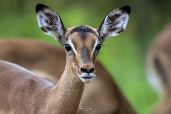 Thomas Deschamps Photography Impala Afrique - Impala Africa wildlife pictures