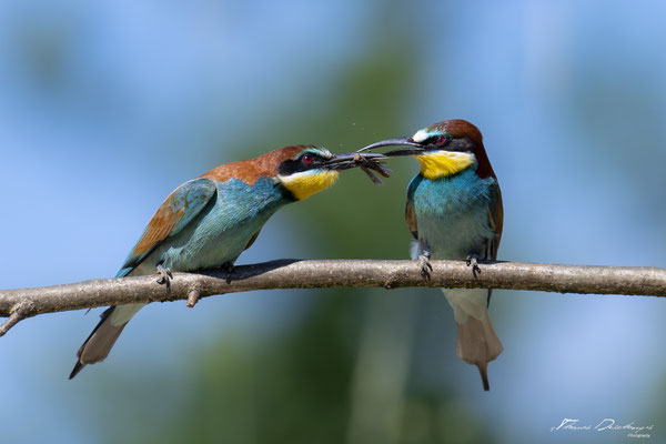 Thomas Deschamps Photography Guepier d'Europe France photo picture wildlife Bee eater