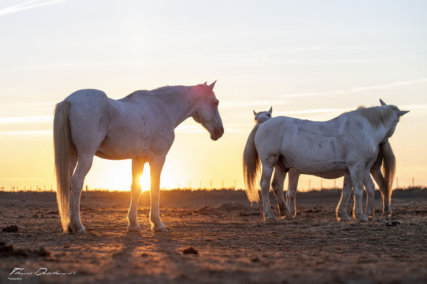 Thomas-Deschamps-Photography-cheval-blanc-camargue-France-photo-picture-wildlife-horse