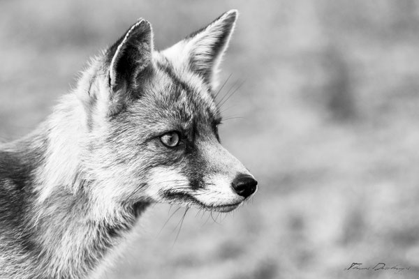 Thomas Deschamps Photography Renard Pays Bas photo Red fox Netherlands picture wildlife 