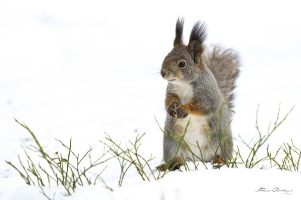 Thomas Deschamps Photography-ecureuil-roux-Finlande-red-squirrel-wildlife-pictures