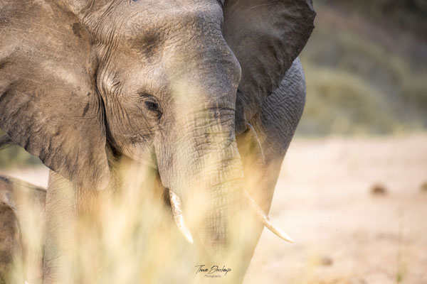 Thomas Deschamps Photography Elephant Afrique - African bush Elephant Africa wildlife pictures