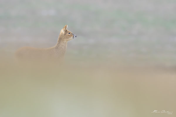 Thomas Deschamps Photography - Hydropote de chine - Angleterre - Chinese water deer wildlife pictures