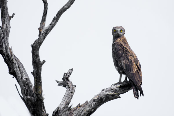 Thomas Deschamps Photography Circaete jean le brun Afrique - Brown Snake Eagle Africa Wildlife pictures 