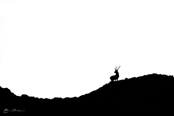 Thomas Deschamps Photography Cerf Ecosse photo Red deer Scotland picture wildlife 
