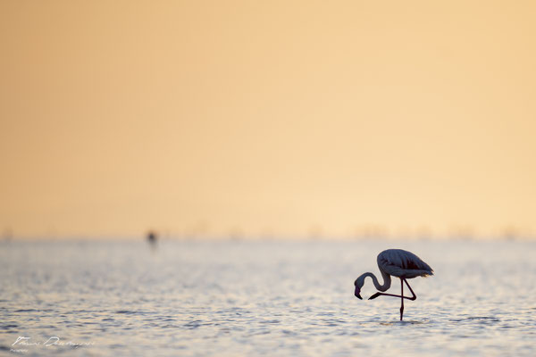Thomas-Deschamps-Photography-flamant-rose-camargue-France-photo-picture-wildlife-flamingo