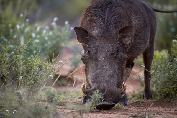 Thomas Deschamps Photography Phacochere Afrique - Warthog Africa Wildlife pictures 