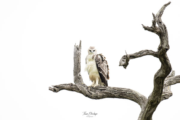 Thomas Deschamps Photography Aigle Martial juvenile Afrique - Juvenile Martial Eagle Africa Wildlife pictures 