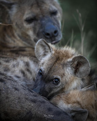 Hyene-tachetée-Spotted-hyena-Afrique-du-sud-South-Africa-thomas-deschamps-photography