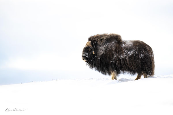 Thomas Deschamps Photography Boeuf musqué Dovrefjell Norvege - Muskox Norway wildlife pictures