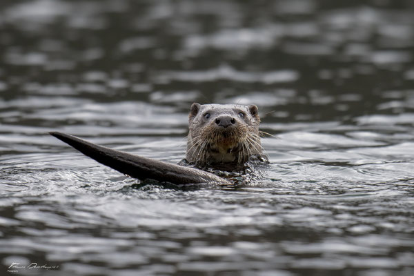 Thomas Deschamps Photography-Loutre-ile-mull-Ecosse-Scotland-otter-wildlife-pictures