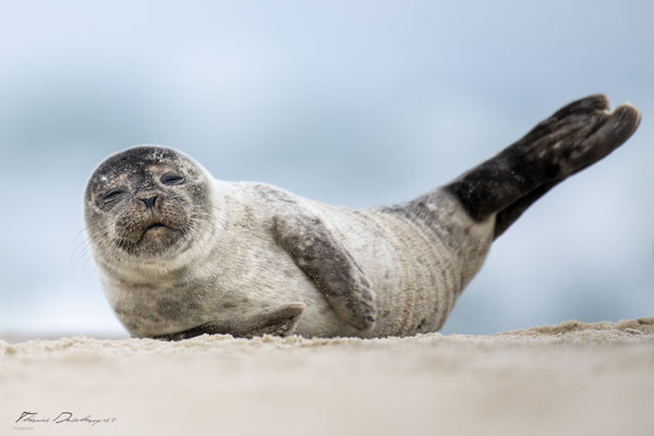 Thomas-Deschamps-Photography-phoque-veau-marin-Danemark-photo-picture-wildlife-harbor-seal