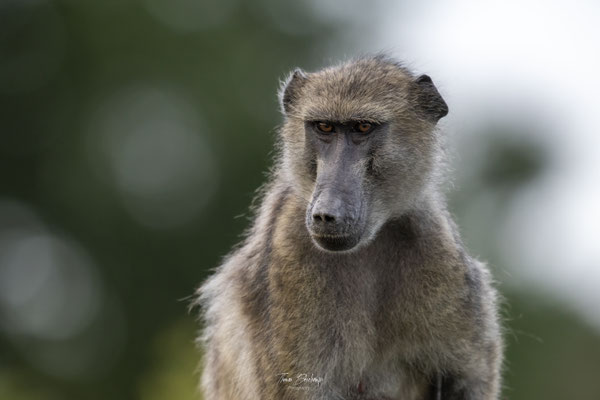Babouin-Chacma-baboon-Afrique-du-sud-South-Africa-thomas-deschamps-photography