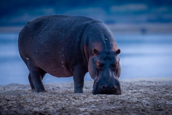 Hippopotame-Hippopotamus-Zambie-Zambia-thomas-deschamps-photography