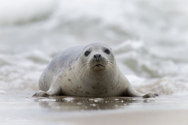 Thomas-Deschamps-Photography-phoque-veau-marin-Danemark-photo-picture-wildlife-harbor-seal