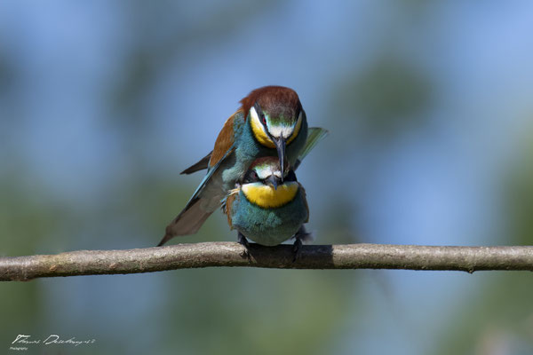 Thomas Deschamps Photography Guepier d'Europe France photo picture wildlife Bee eater