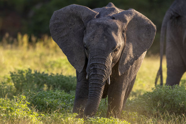 Elephant-Afrique-du-sud-South-africa-thomas-deschamps-photography