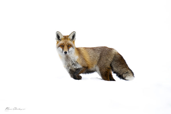 Thomas-Deschamps-Photography-renard-roux-France-photo-picture-wildlife-red-fox