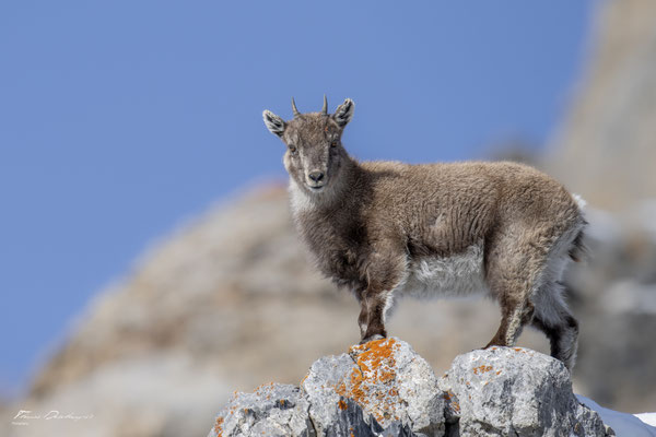 Thomas Deschamps Photography Bouquetin France Alpes Great ibex wildlife pictures