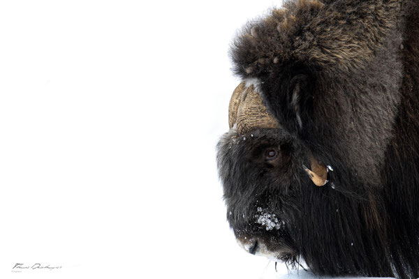 Thomas Deschamps Photography Boeuf musqué Dovrefjell Norvege - Muskox Norway wildlife pictures