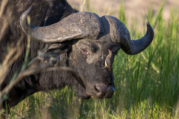 Thomas Deschamps Photography Buffle d'Afrique - African Buffalo Africa wildlife pictures