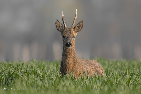 Thomas Deschamps Photography Chevreuil France Roe Deer wildlife pictures