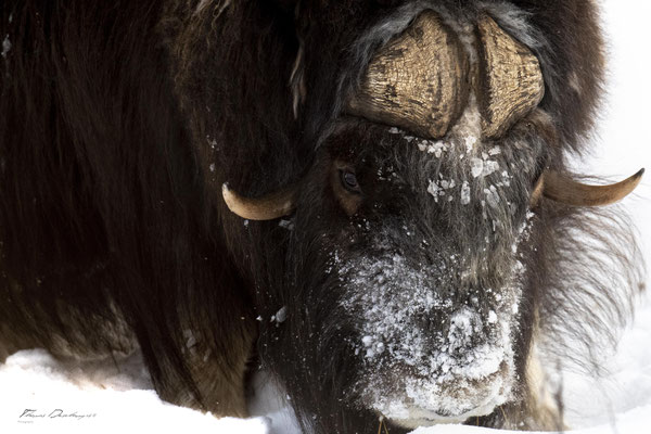 Thomas Deschamps Photography Boeuf musqué Dovrefjell Norvege - Muskox Norway wildlife pictures