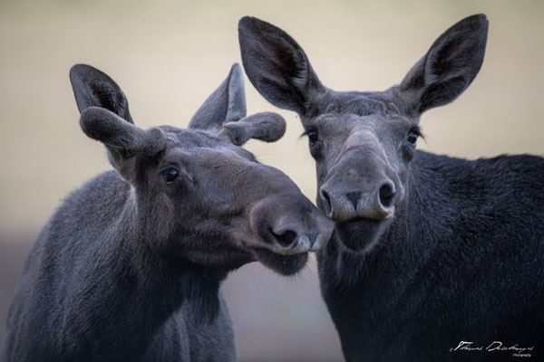 Thomas-Deschamps-Photography-elan-suede-photo-picture-wildlife-moose-sweden