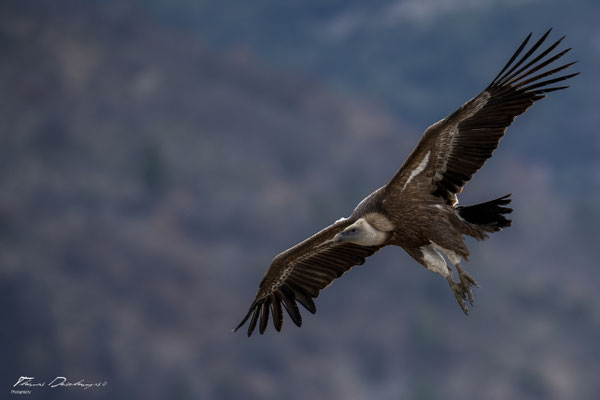 Thomas Deschamps Photography Vautour fauve France  baronnies provence griffon vulture wildlife pictures