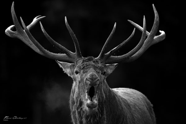 Thomas Deschamps Photography Cerf Italie photo Red deer Italy picture wildlife 