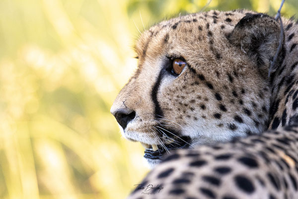 Thomas Deschamps Photography Guepard Afrique - Cheetah Africa wildlife pictures