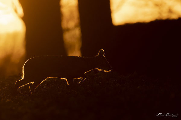 Thomas Deschamps Photography - Hydropote de chine - Angleterre - Chinese water deer wildlife pictures