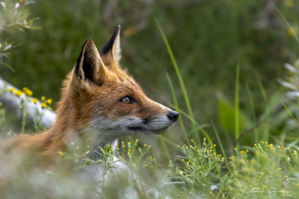 Thomas-Deschamps-Photography-renard-roux-italie-photo-picture-wildlife-red-fox