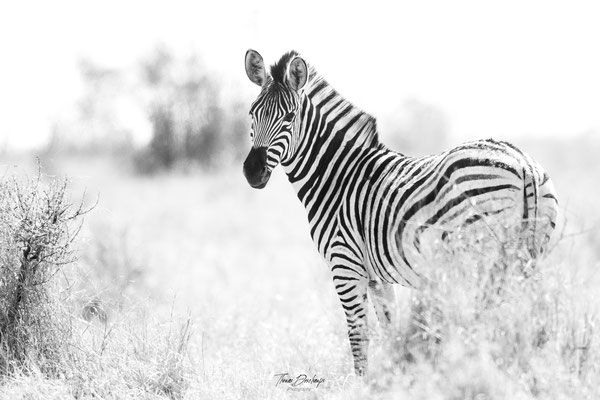 Thomas Deschamps Photography Zebre Afrique - Zebre Africa wildlife pictures